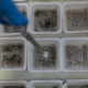 One day scientists could use technology like gene drive to engineer away pests like mosquitoes. IMAGE: Getty Images